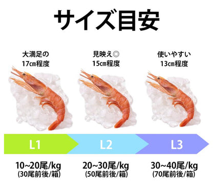 【最大サイズのみ使用】刺身用アルゼンチン赤エビ 1kg 約15尾前後｜大型サイズ・殻付き・頭付き・生食用
