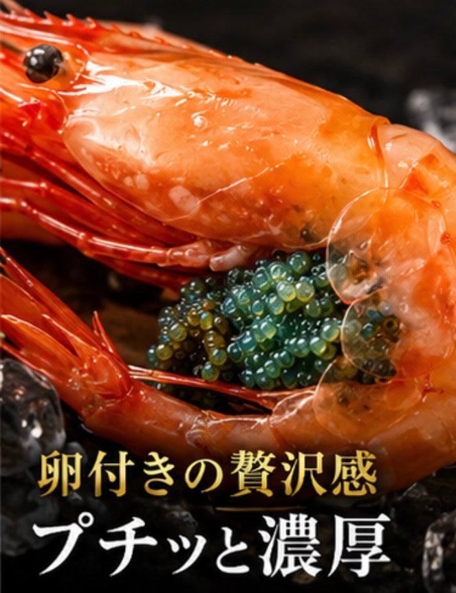 【卵付きで贅沢濃厚】刺身用 ボタンエビ 1匹から