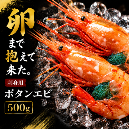 【卵付きで贅沢濃厚】刺身用 ボタンエビ 1匹から