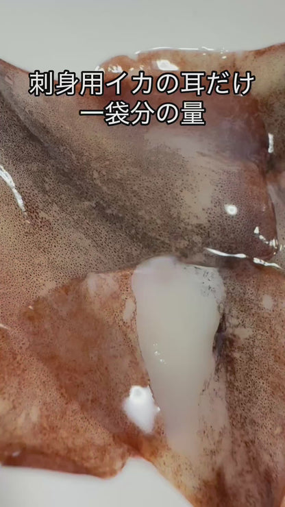 【刺身用スルメイカの“耳”だけ。】100g（50g×2パック）｜岩手県産