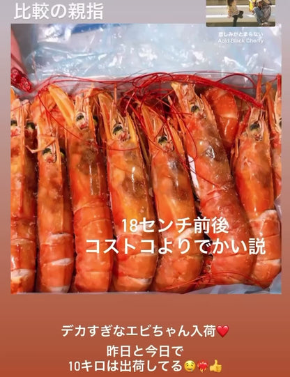 【最大サイズのみ使用】刺身用アルゼンチン赤エビ 1kg 約15尾前後｜大型サイズ・殻付き・頭付き・生食用